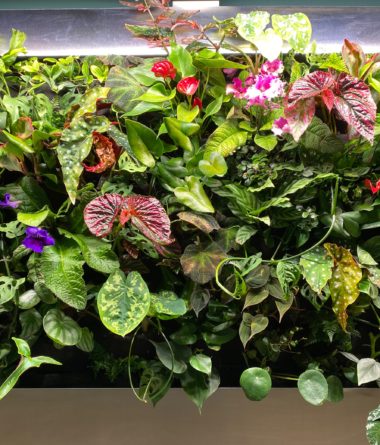 greenwalls Modular Planting Systems image 15