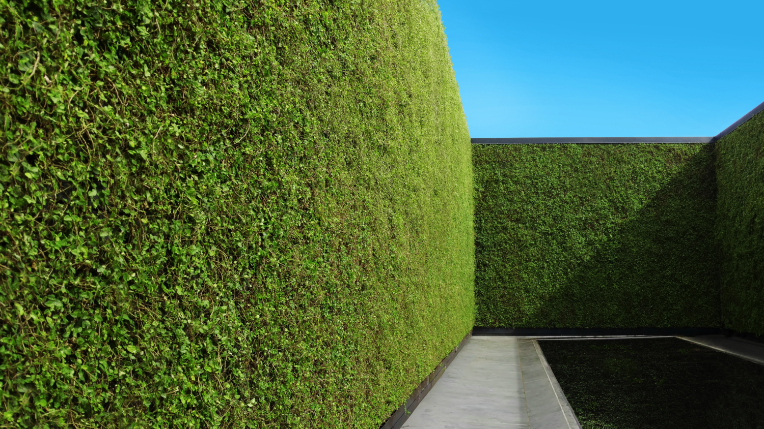 Sagegreenlife image 9