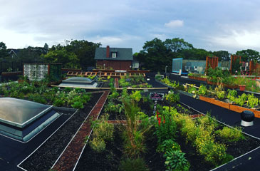 Green Roofs for Healthy Cities image 4