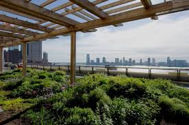 Green Roofs for Healthy Cities image 7