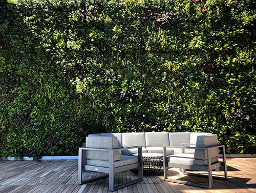 Sempergreen image 14