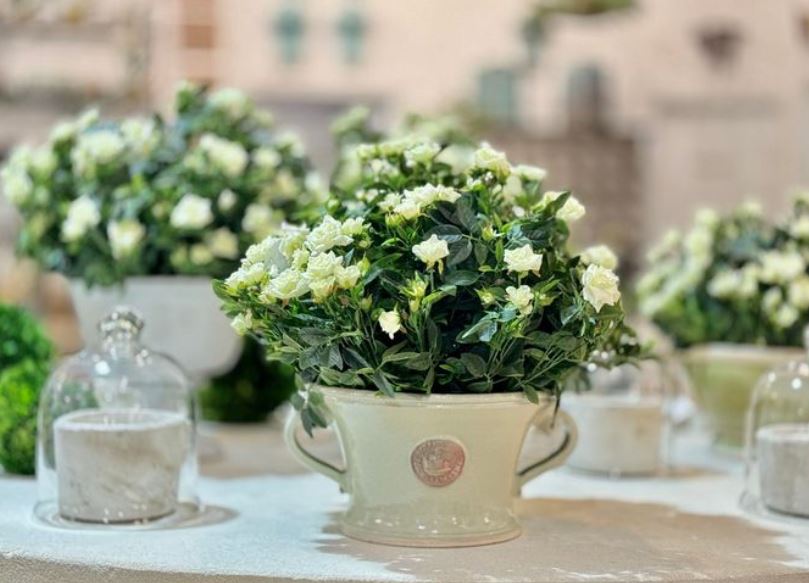 Authentic Provence image 10