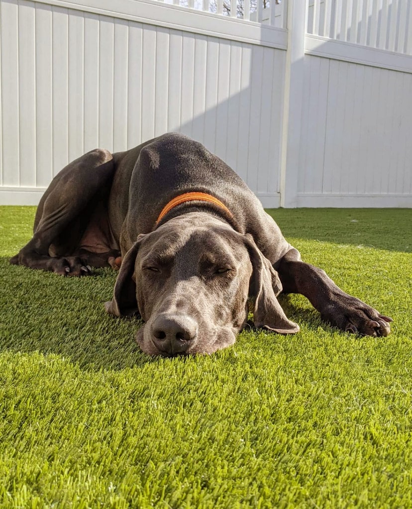ForeverLawn image 14