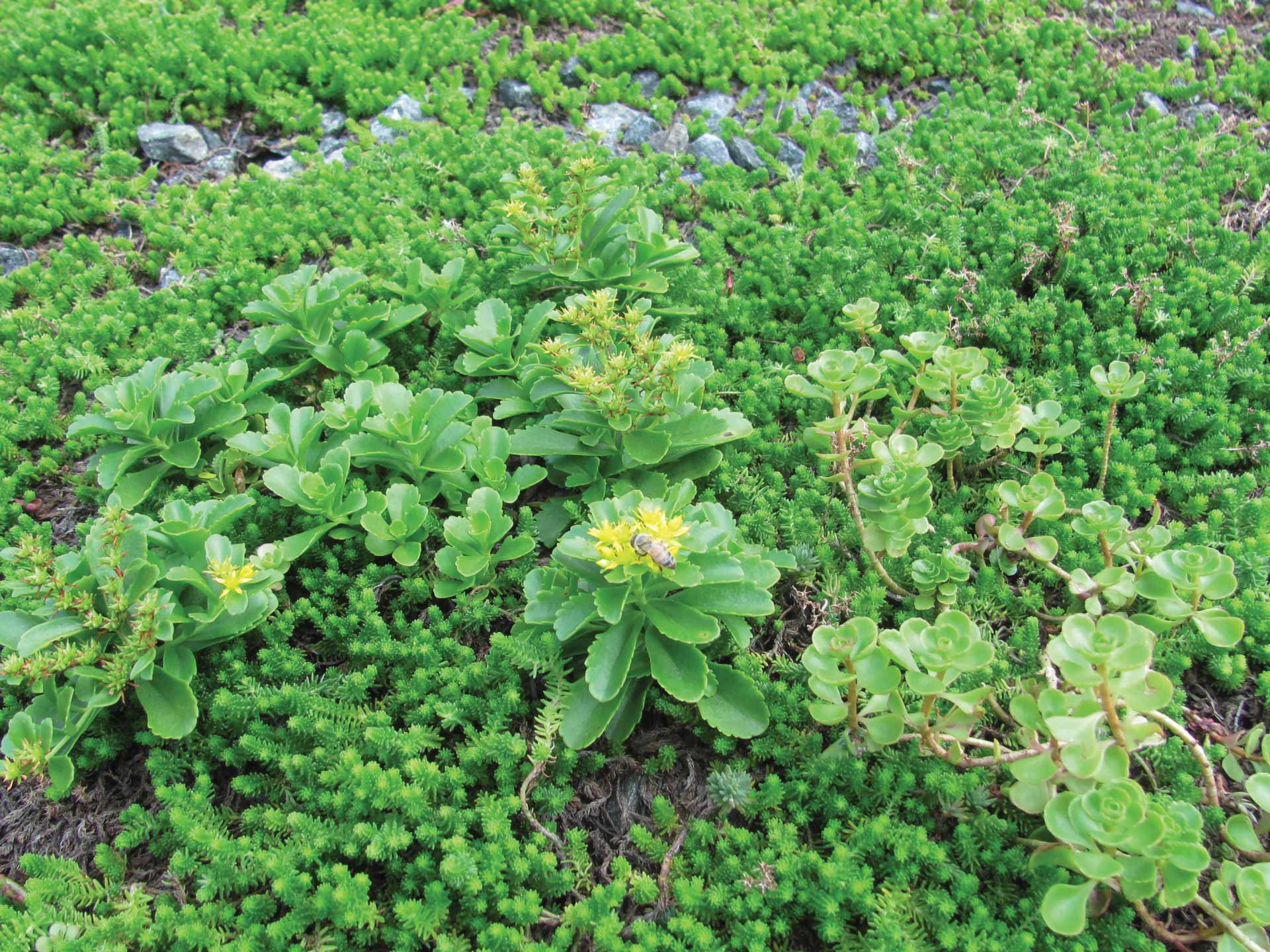 Chatfield Green Roofing image 9
