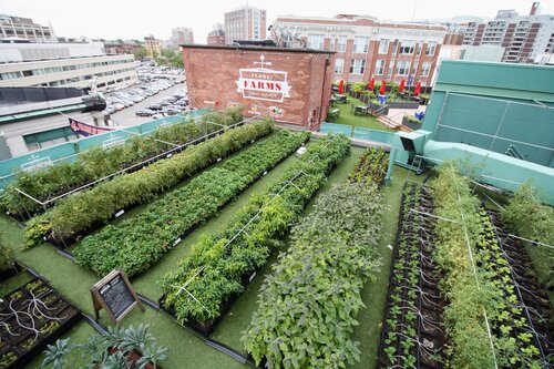 Chatfield Green Roofing image 10