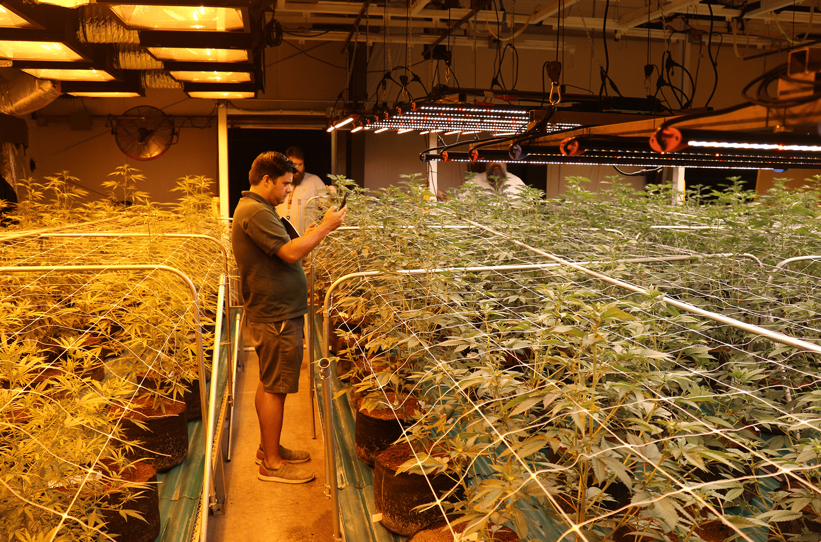 Growlite image 2