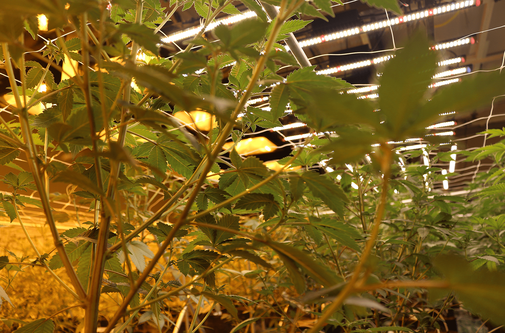 Growlite image 5