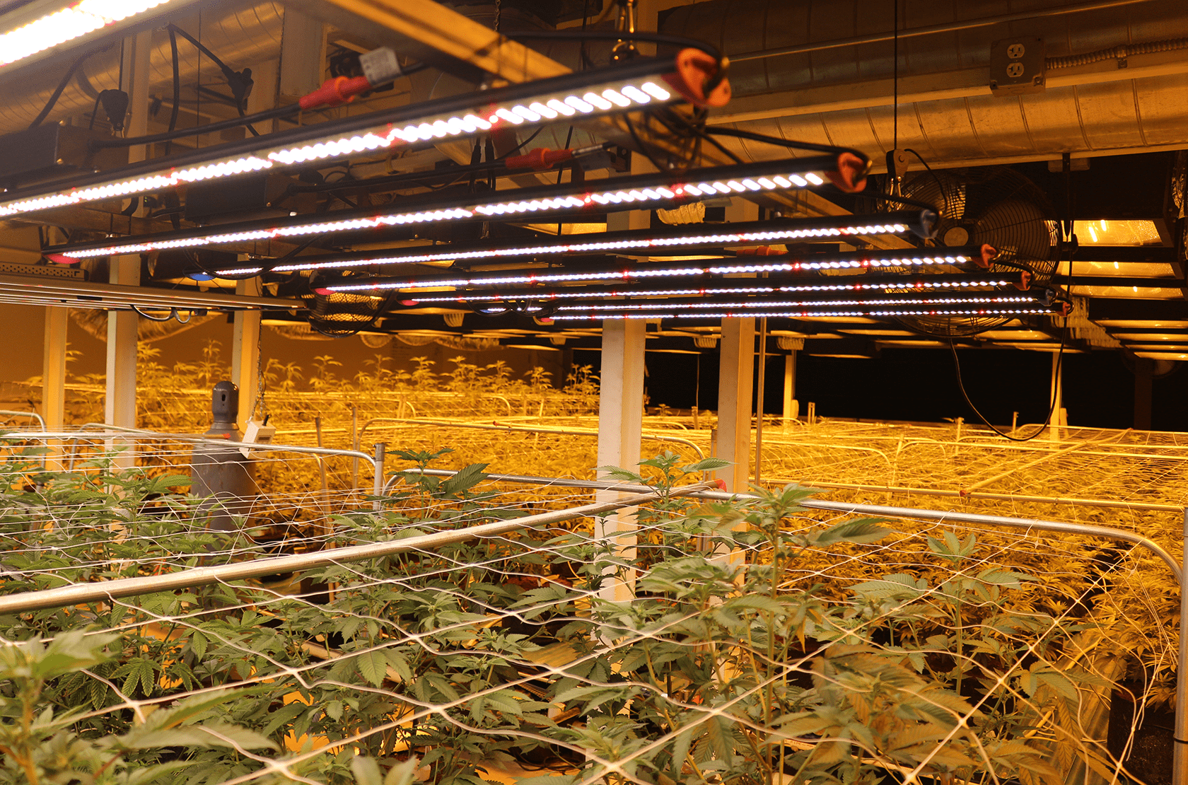 Growlite image 1