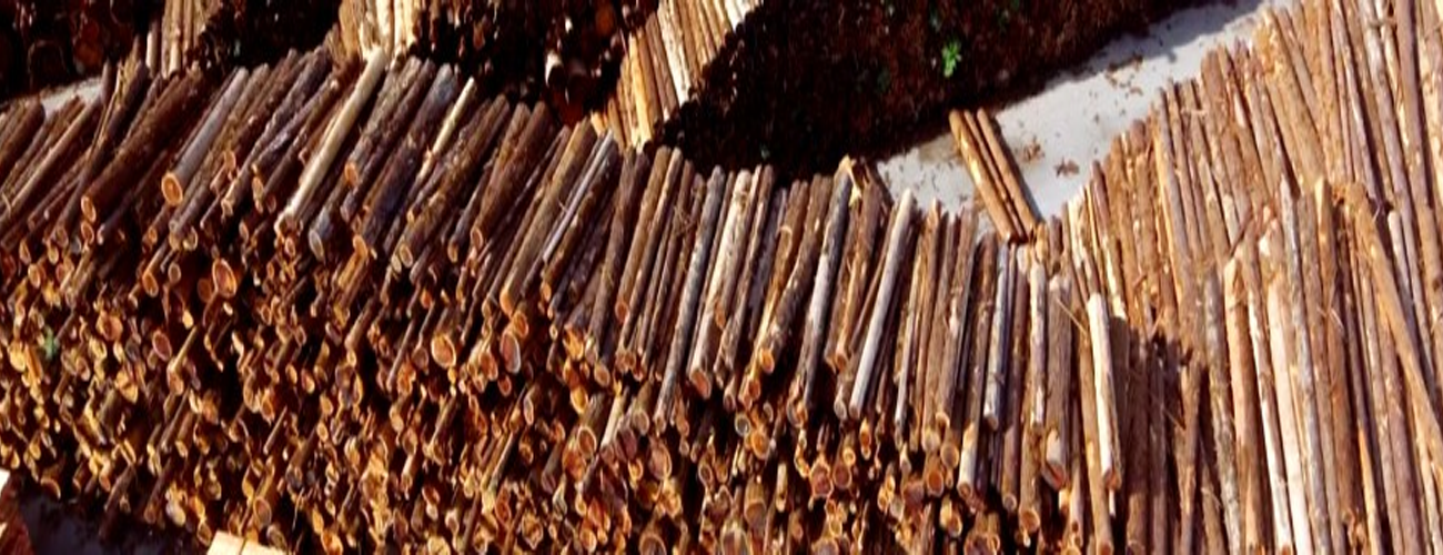 Redwood Empire