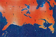 Corradini Corporation image 8