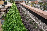 Hanging Gardens, LLC image 6