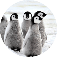 Penguin Ski Lessons