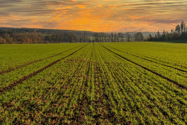 Agriculture