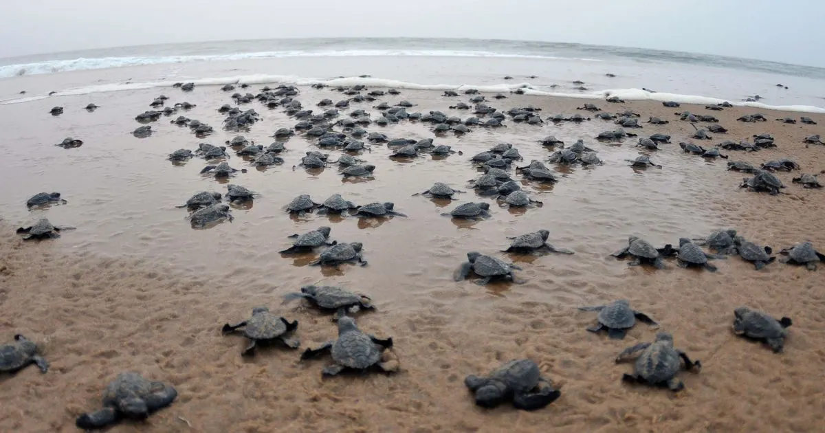 Rushikulya Turtle Beach
