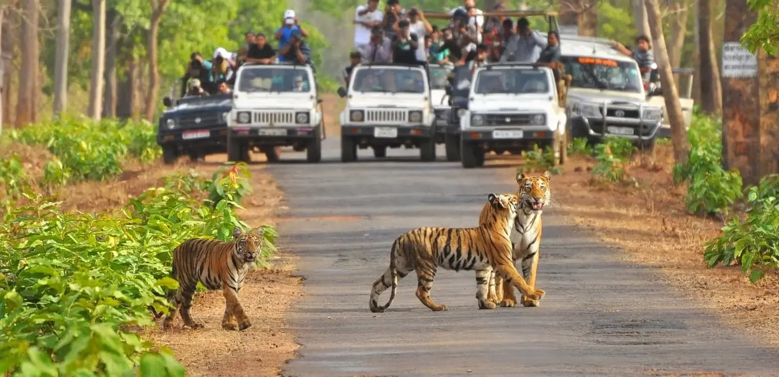 Jim Corbett National Park (Ramnagar)