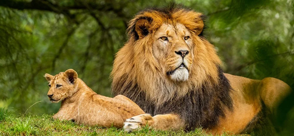 Gir National Park (Asiatic Lions)