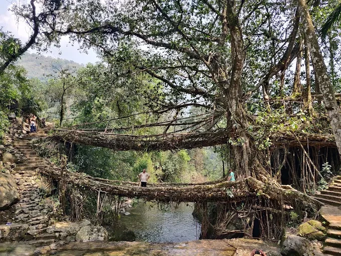 Cherrapunji (Living Root Bridges)