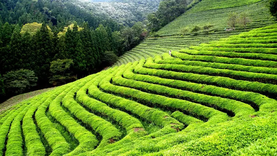 Tea Estates