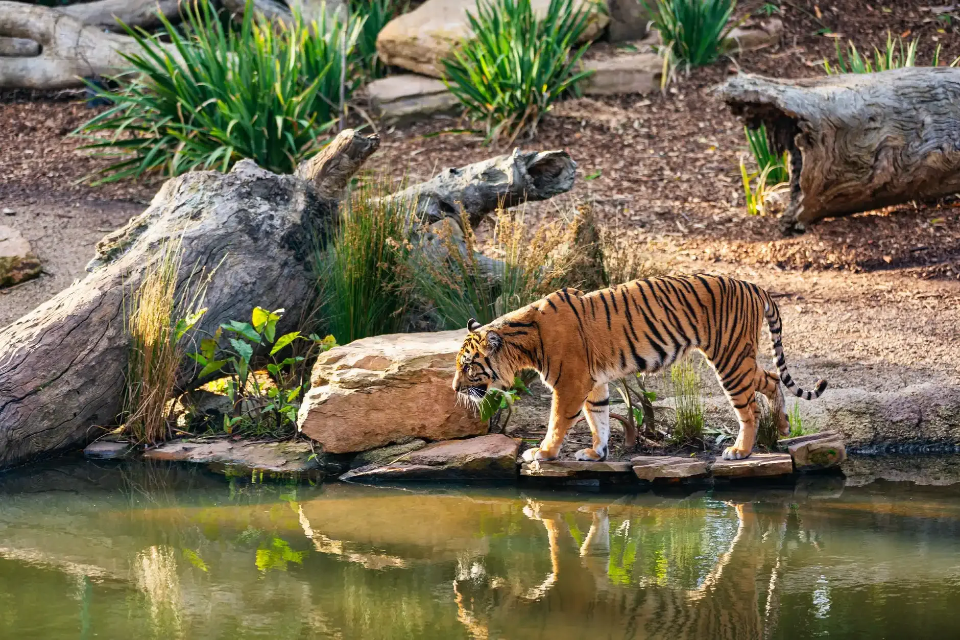 Sundarbans National Park (Mangroves & Royal Bengal Tigers)