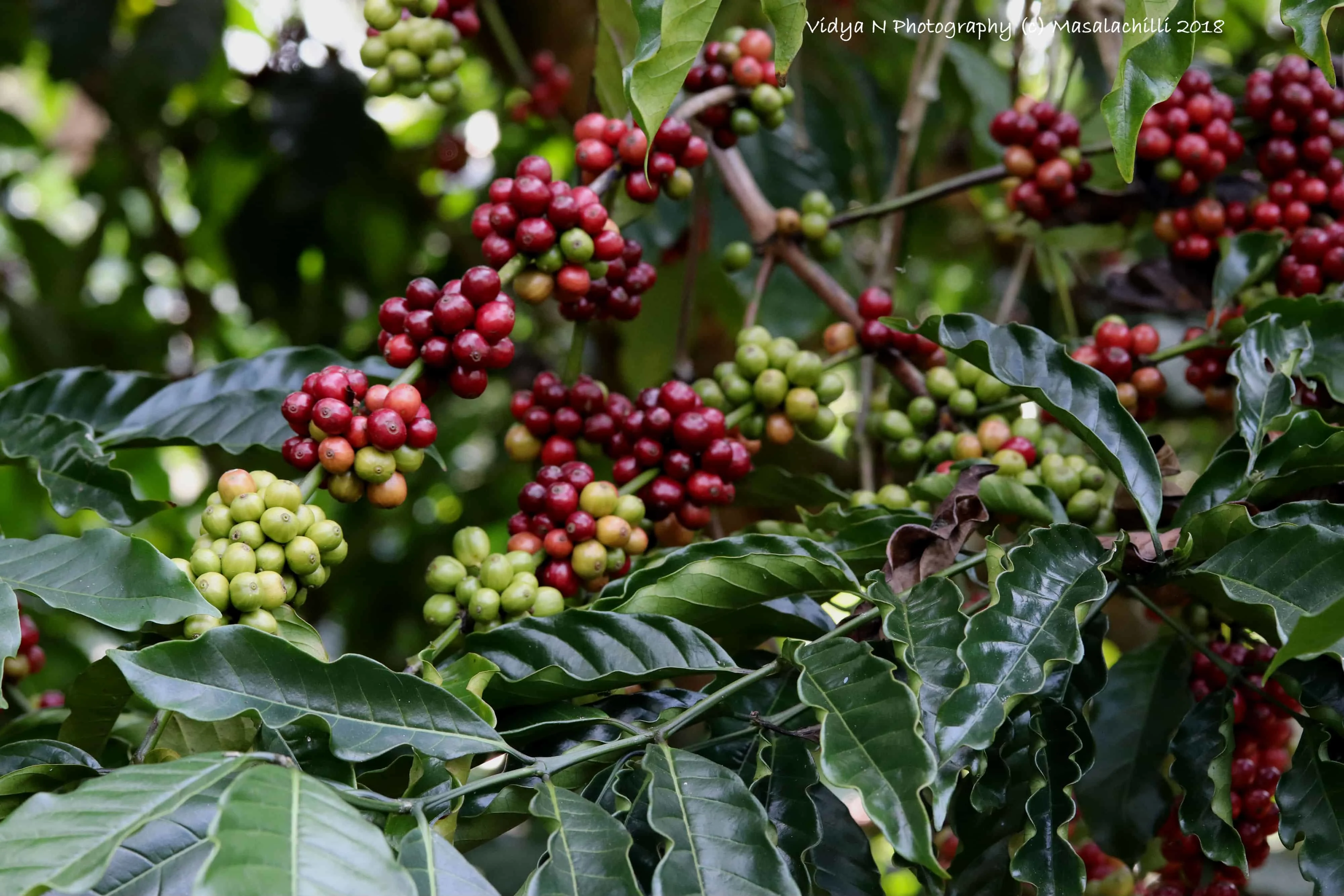 Coffee Plantations