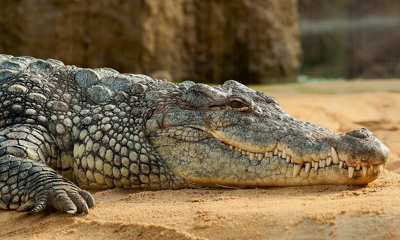 Ritchie's Archipelago Wildlife Safari, Andaman | 3 Days 2 Nights