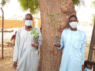 trees nigeria 2020