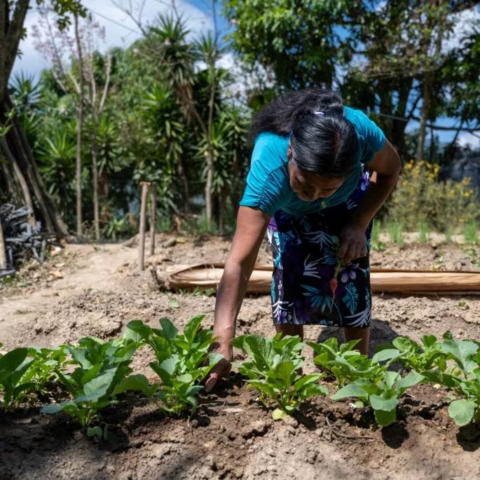 sécurité alimentaire guatemala