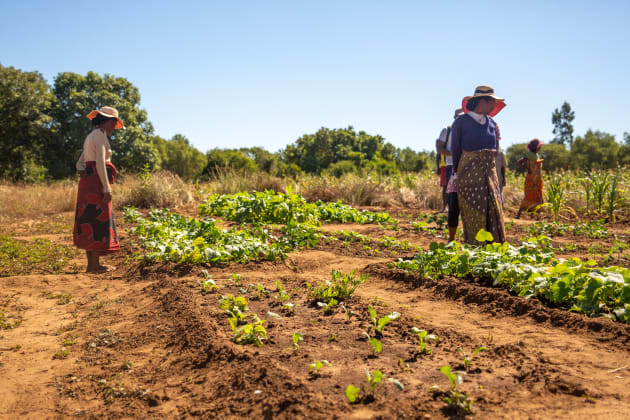 madagascar agriculture