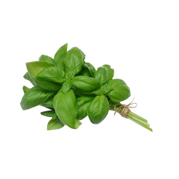 Albahaca agroelocogica