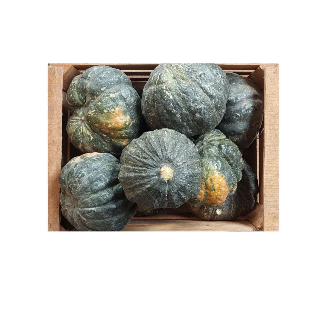 Bolsa de Zapallo kabutia agroecológico