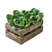 Cajon de Acelga agroecológica