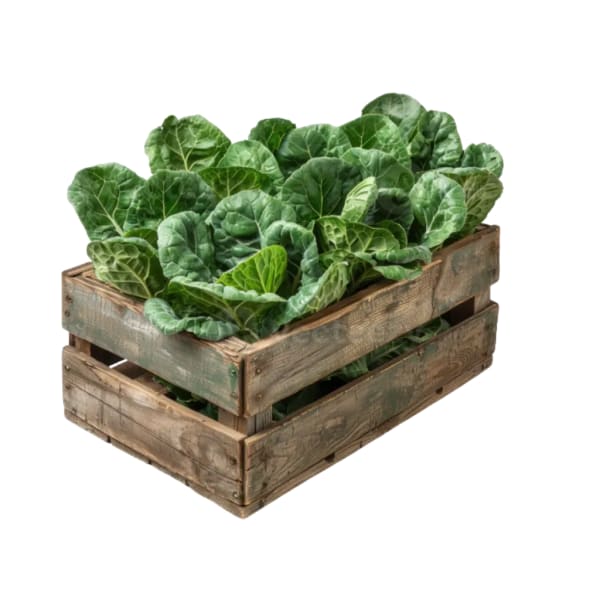 Cajon de Acelga agroecológica