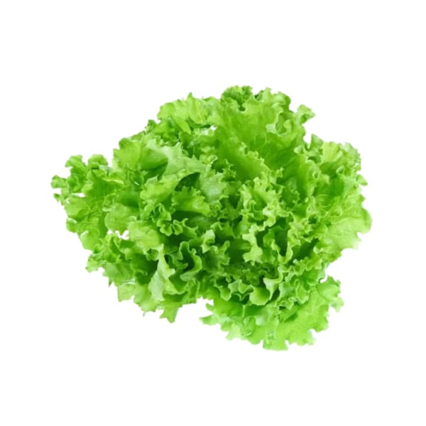 Lechuga agroecológica