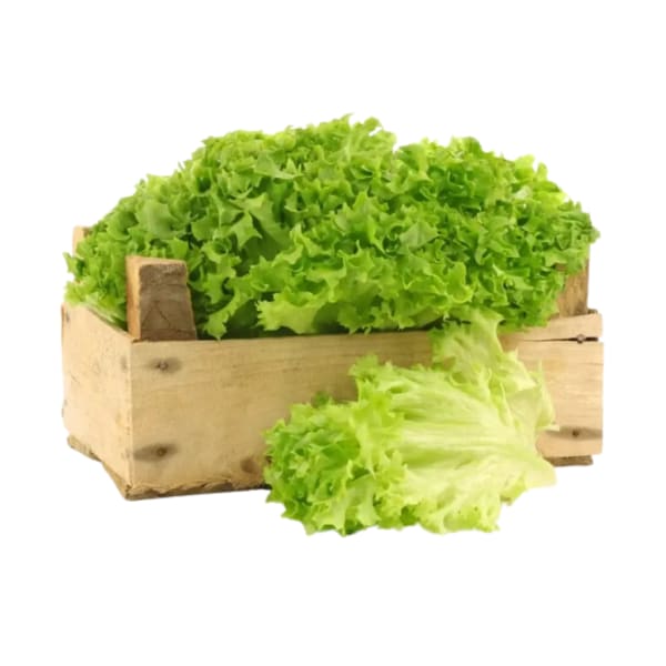 Cajon de Lechuga agroecológica