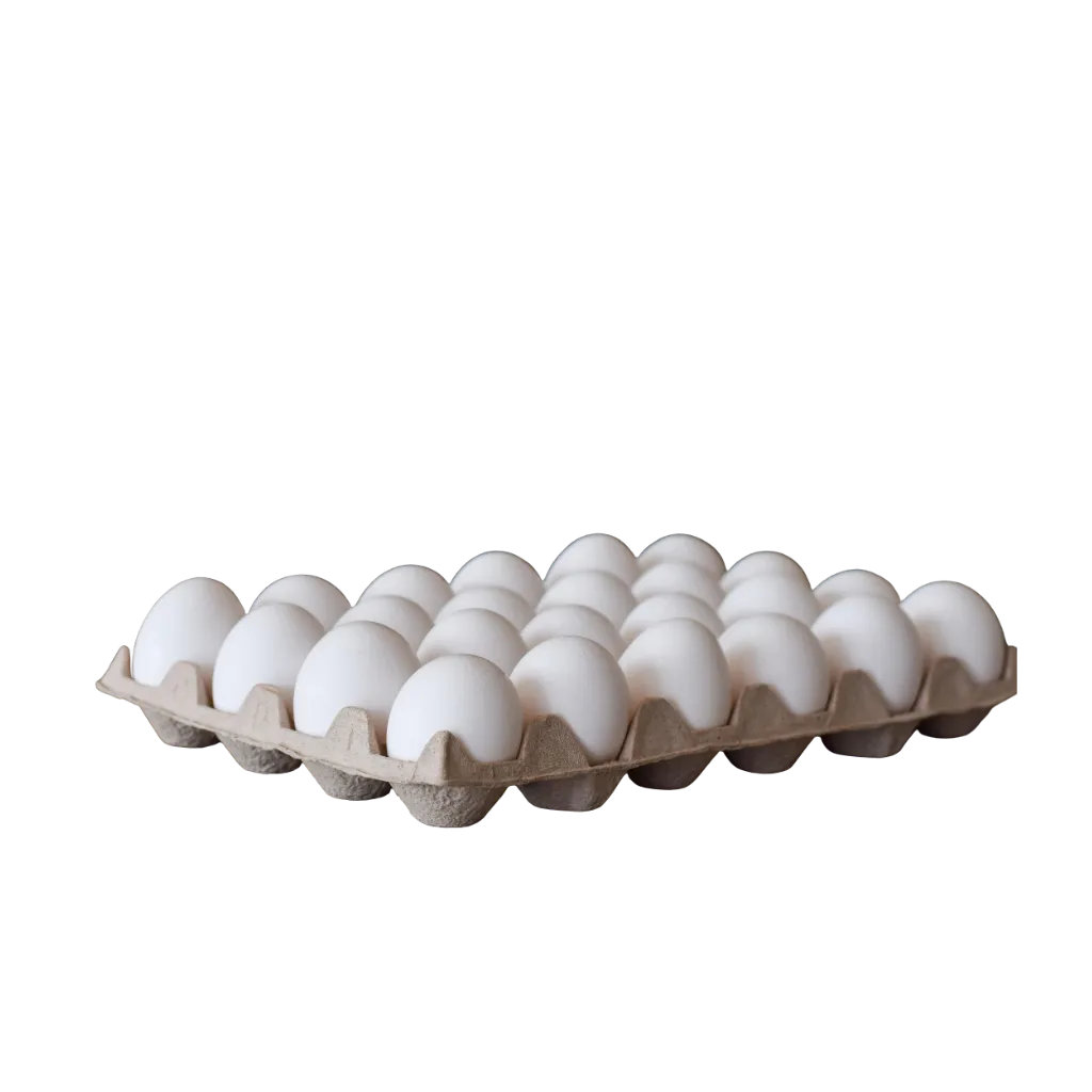 Maple de huevos de campo blanco 