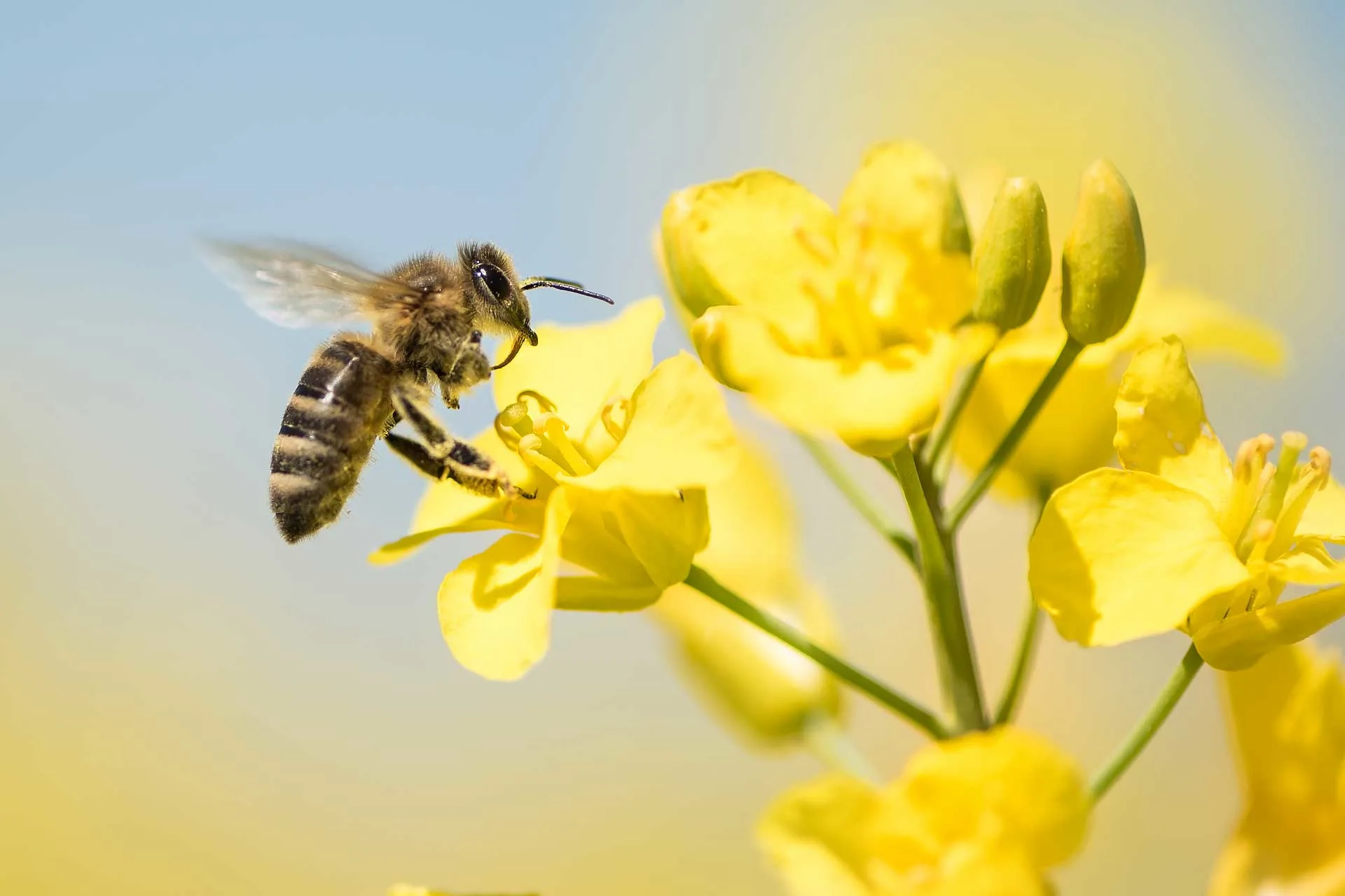 bee pollinating canola flower