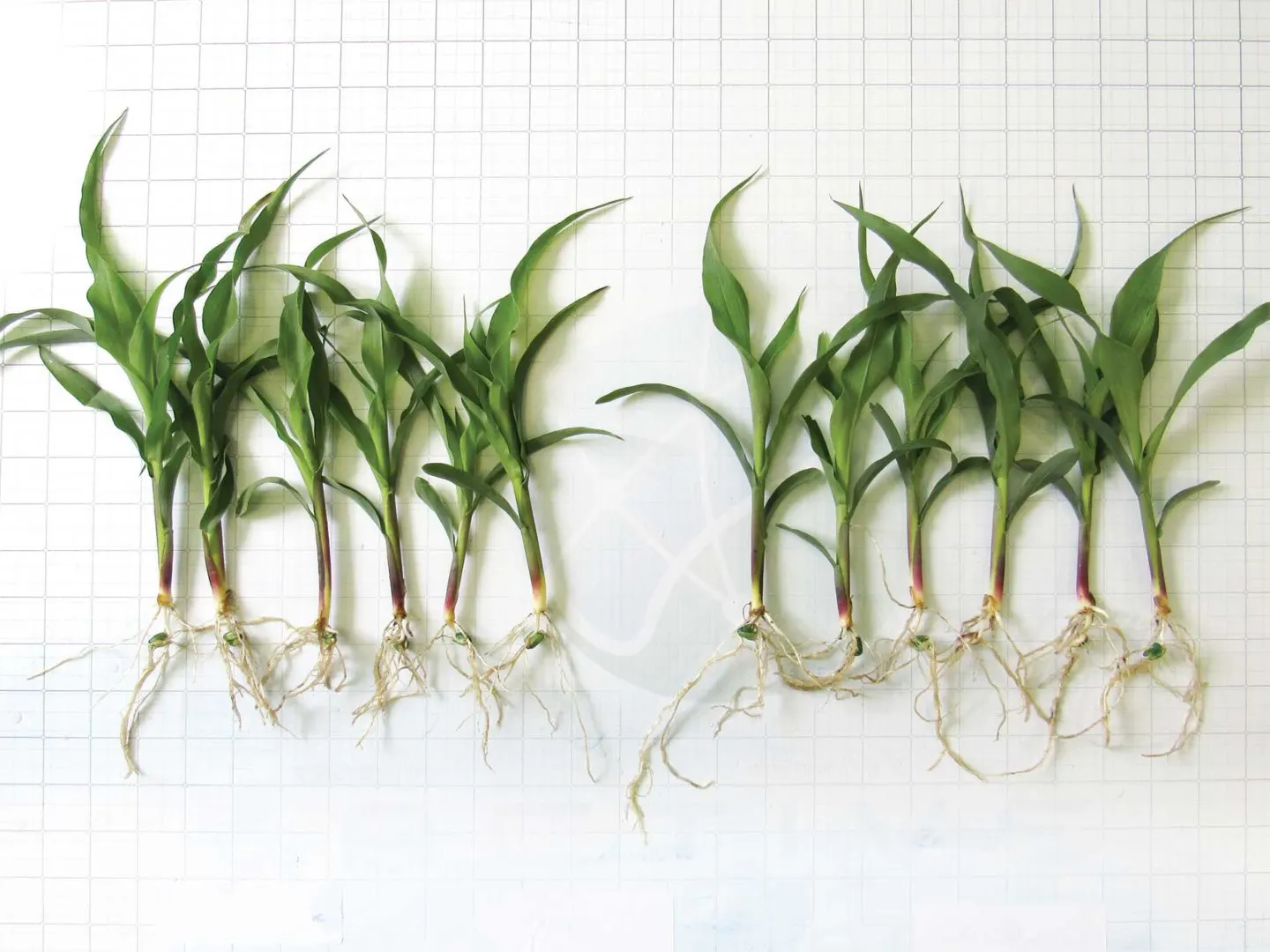 Active-Prime-Field-Trial-Corn