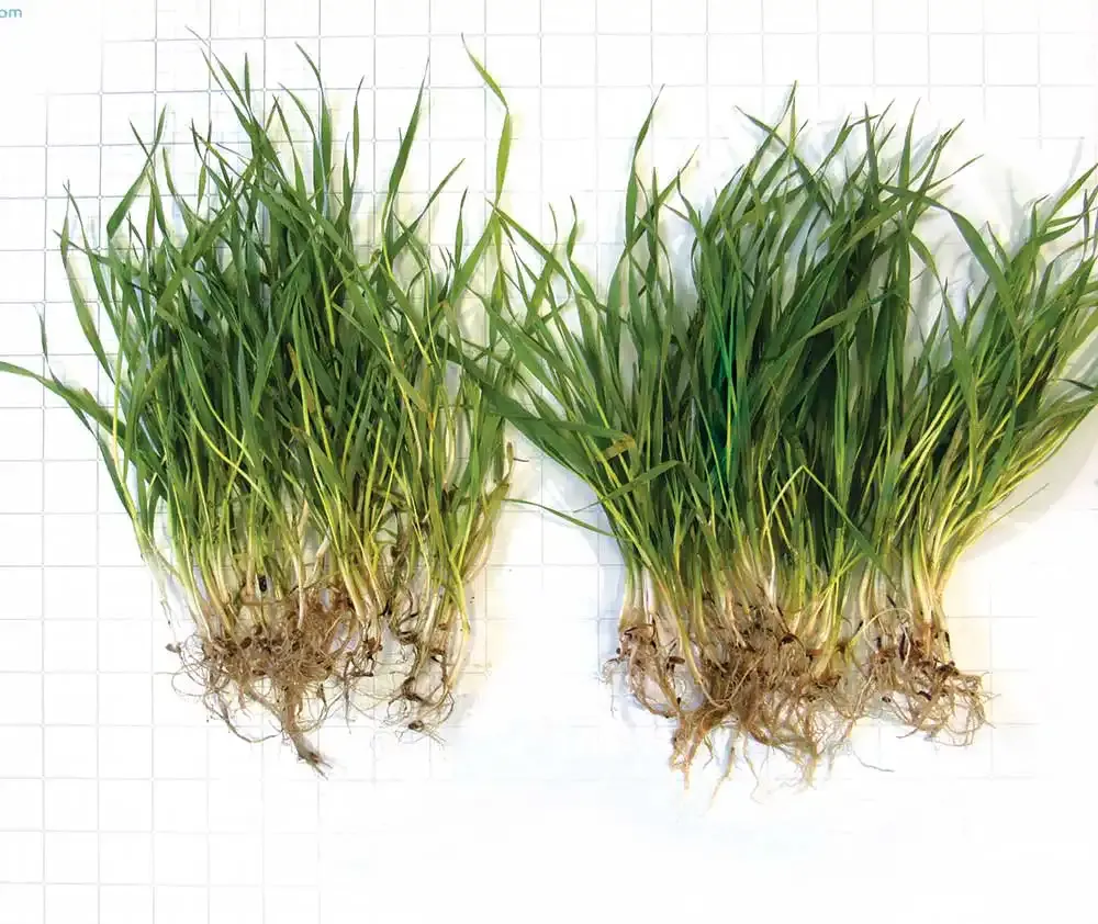 Comparing wheat treated with Active PRIME against untreated.