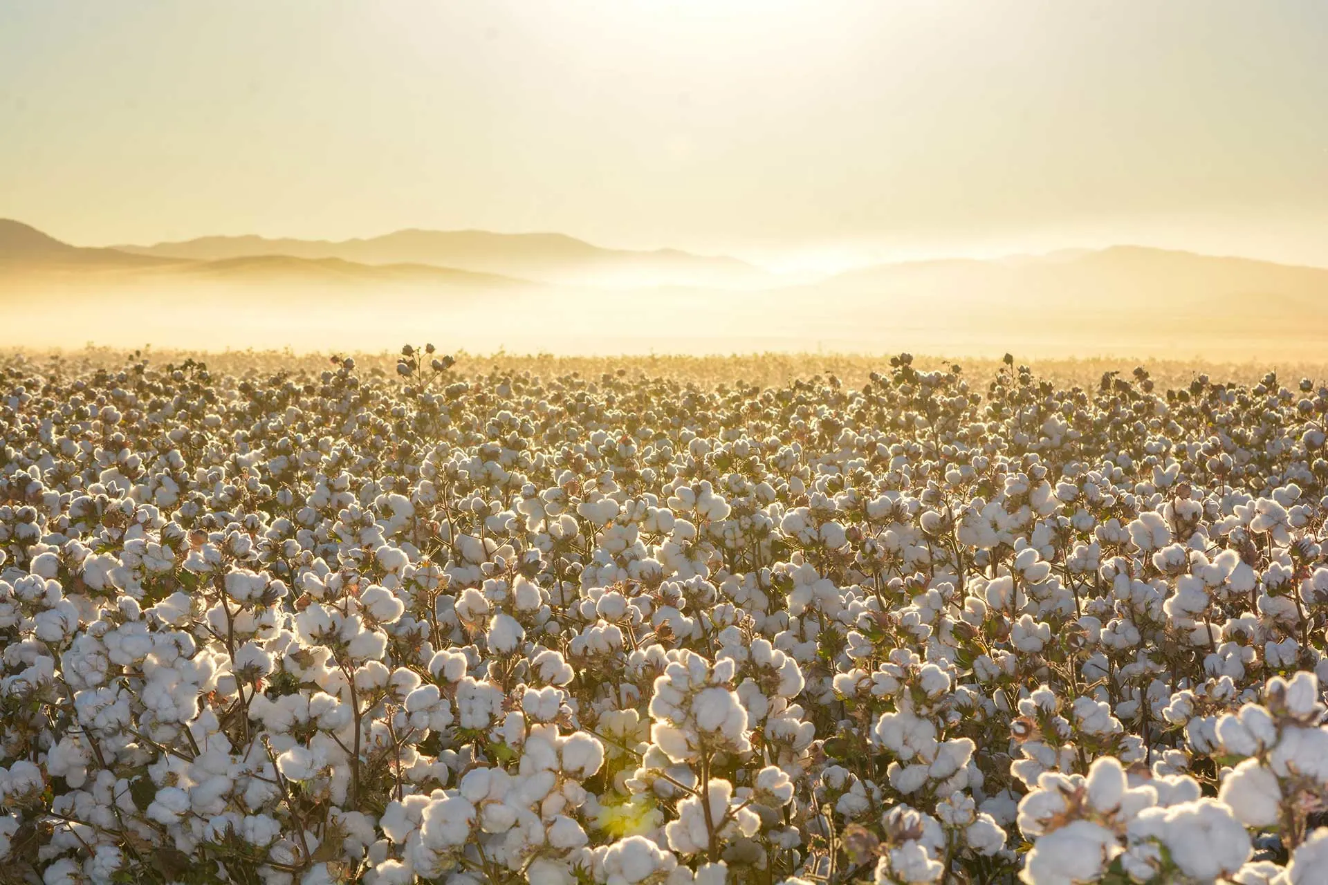 cotton-field