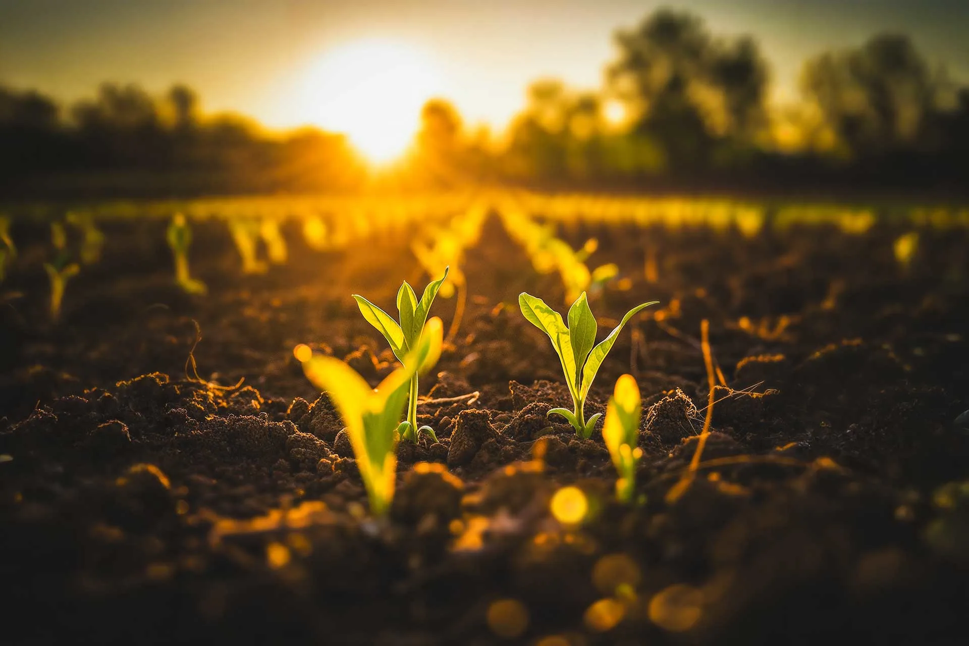 corn-seedling-rows