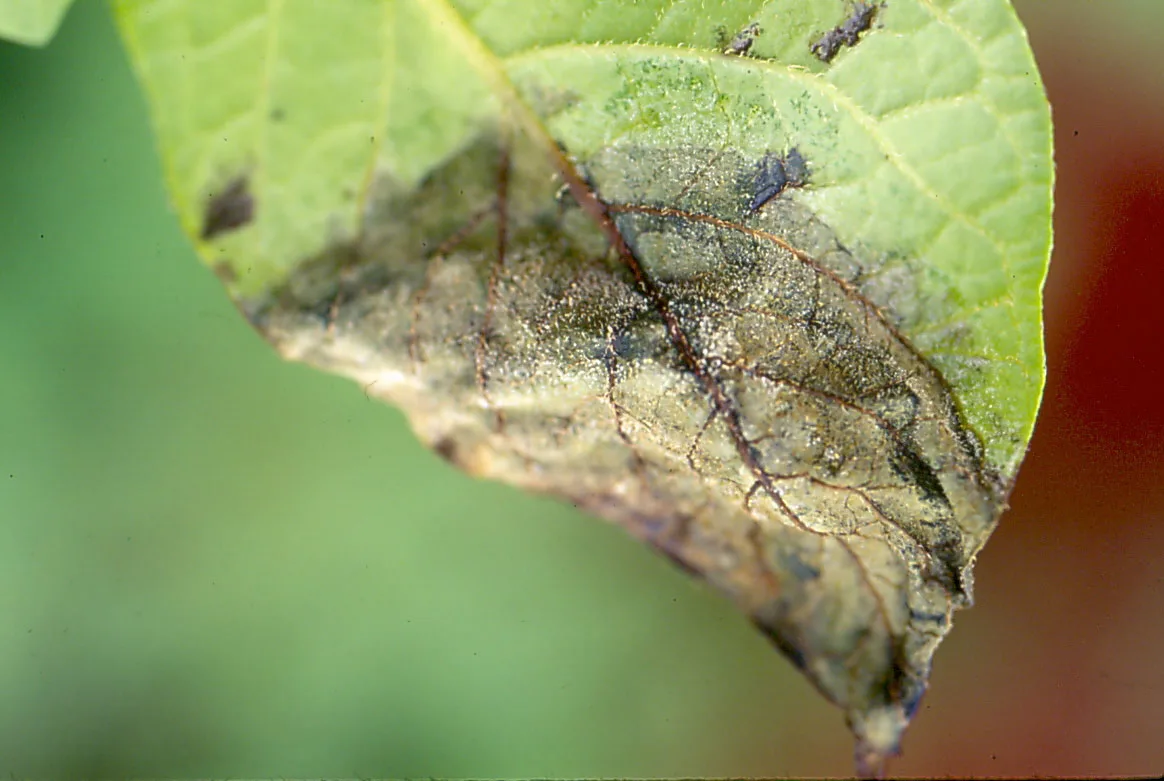 Fungus on potato leaf.