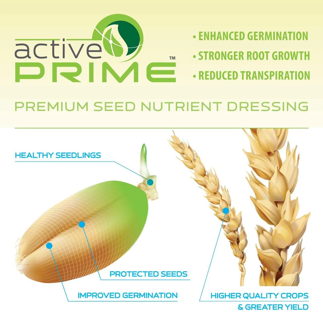 Active-PRIME-wheat-grain