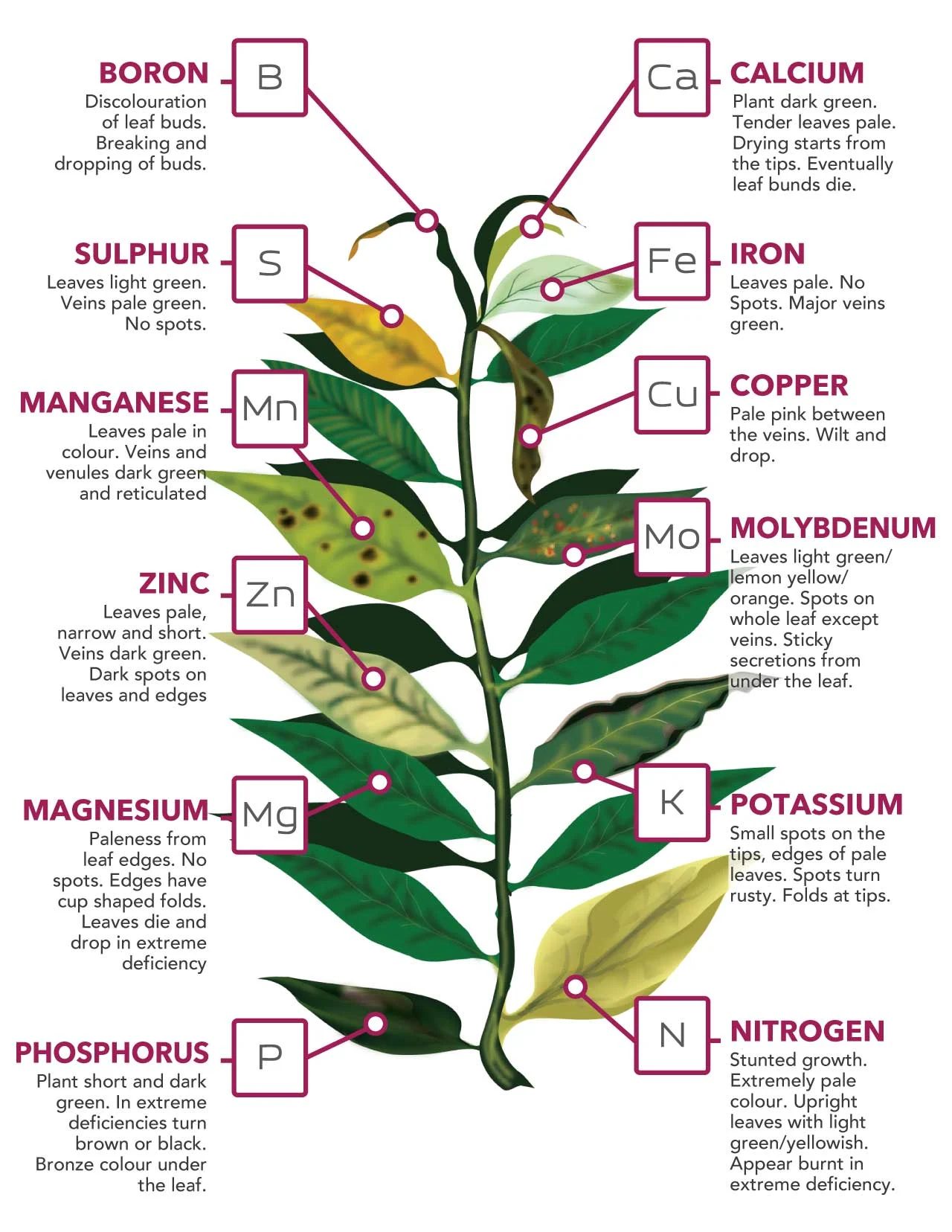 Nutrient-Deficiencies-Chart