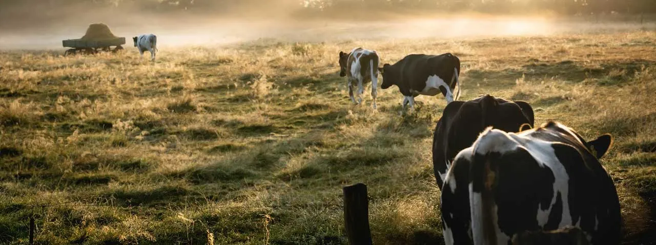Cows in the field at sunrise.