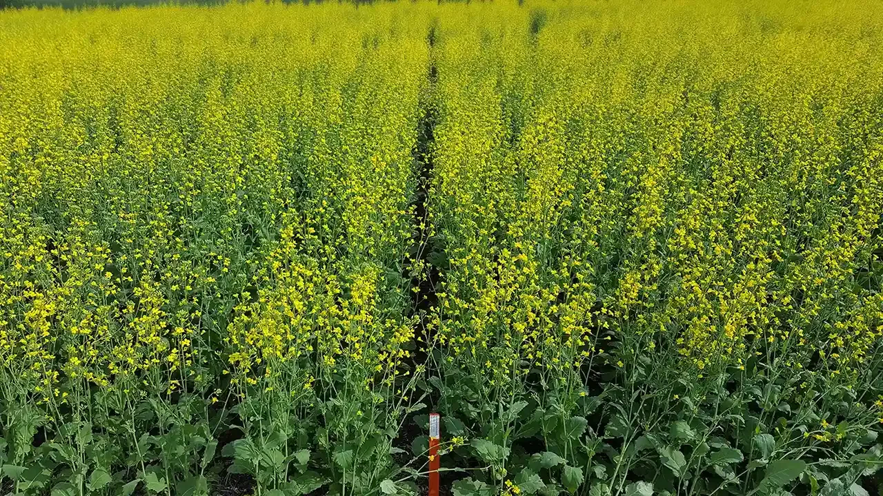 Comparing canola treated with Active FLOWER against untreated.
