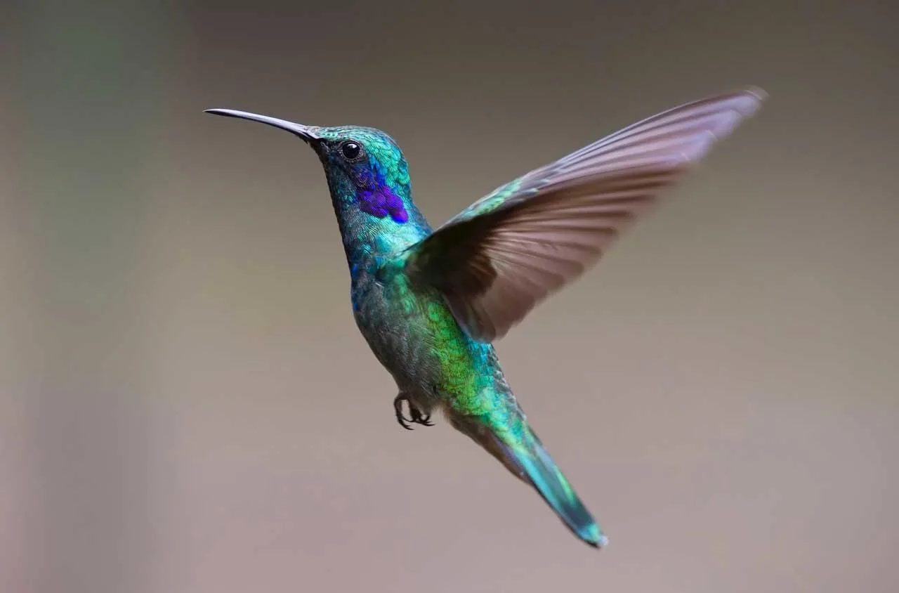 Hummingbird