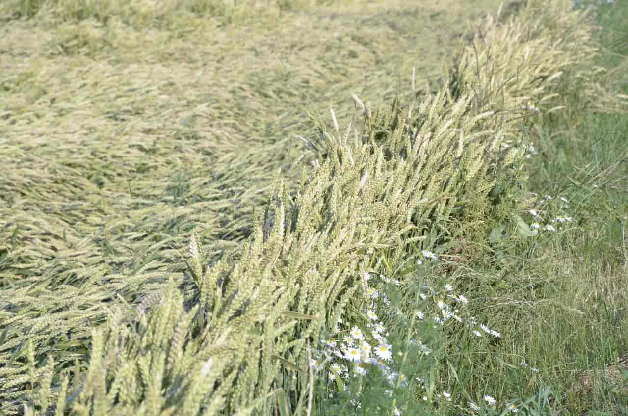 Wind damage in wheat field.