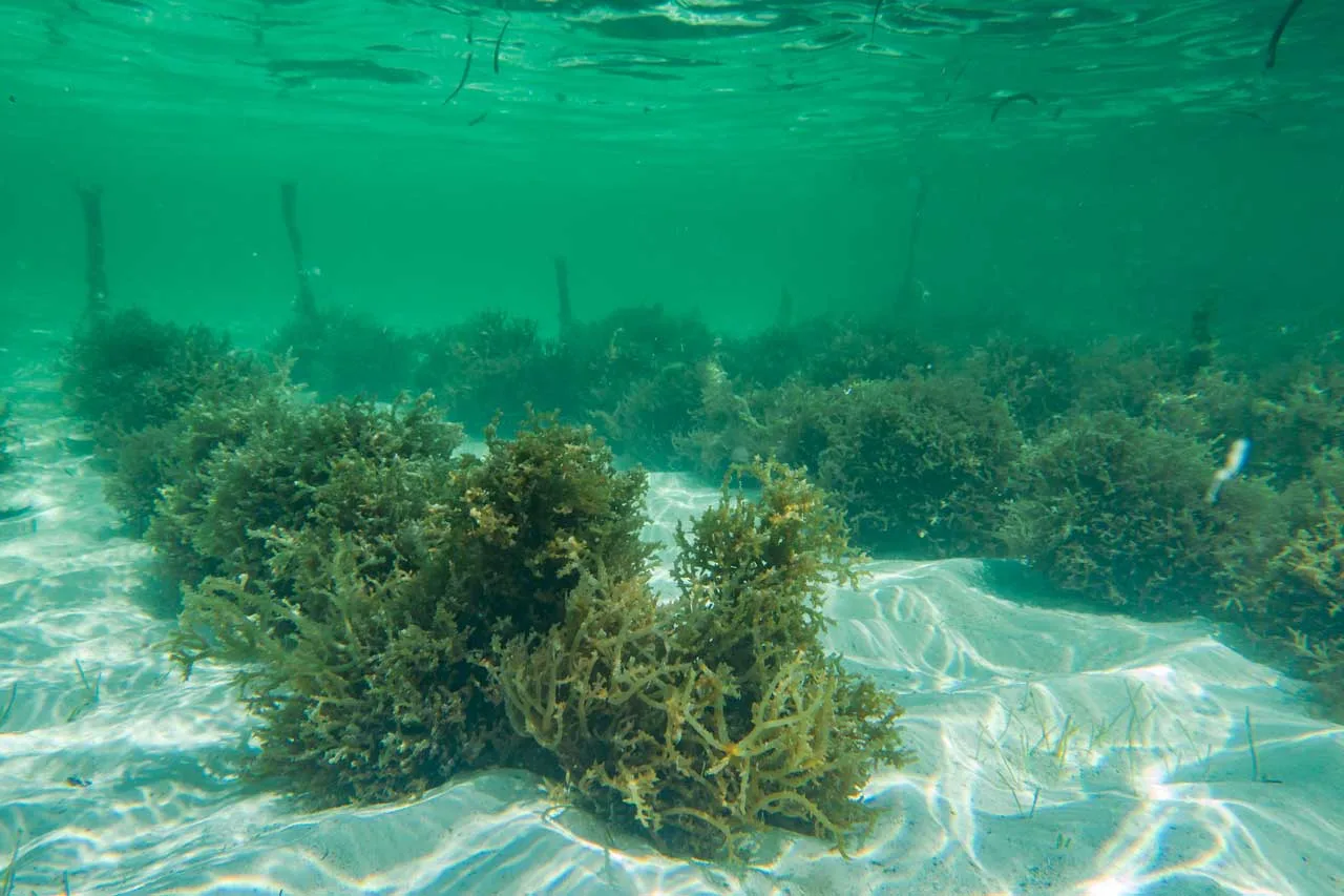 Seaweed plantation in Zanzibar, Tanzania.