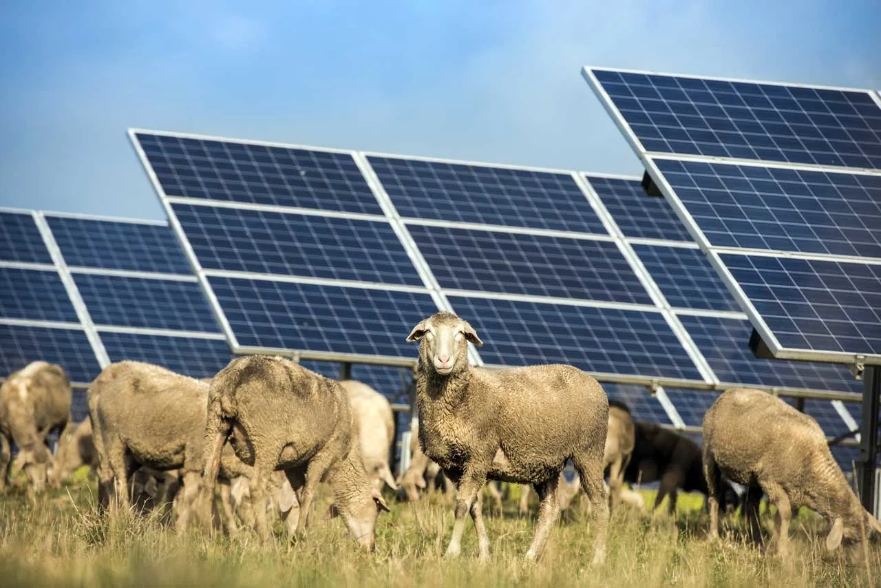 solar farming with sheep