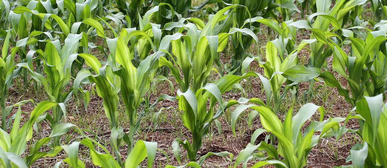 Zinc Deficiency in Corn Alandmanson / CC BY-SA (https://creativecommons.org/licenses/by-sa/4.0)